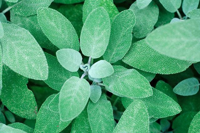 If You Get This Plant at Home, You’ll Never See Spiders, Ants or mosquitoes Again