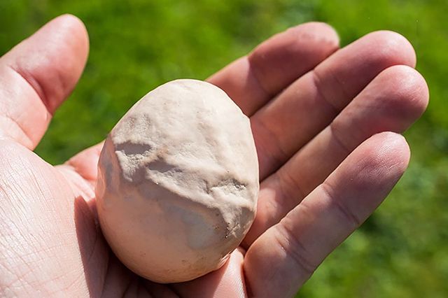 Farmer Spots Eggs Among His Crops - He Bursts Into Tears When They Hatch