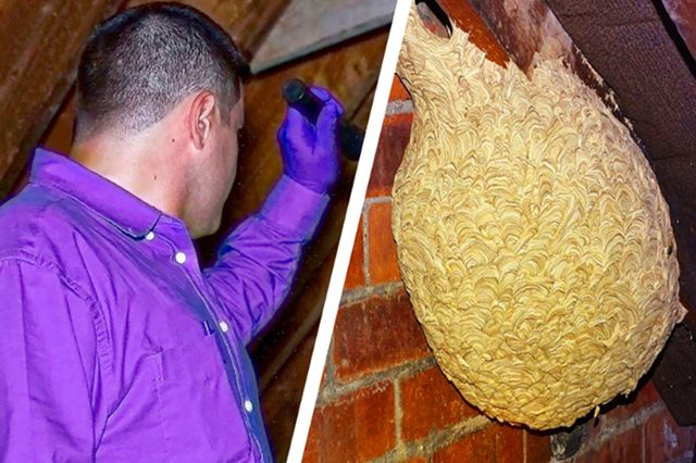 Man Thinks He Found "Hornets" Nest In Attic - Expert Turns Pale When He Sees What It Really Is
