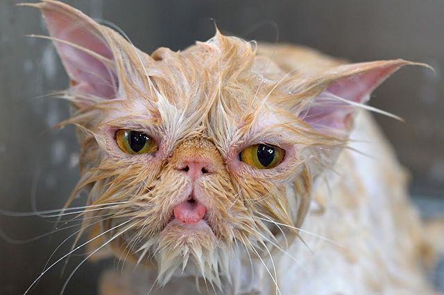 Woman Takes "Cat" To Groomer - Groomer Burst Into Tears After Seeing It's Not A Cat